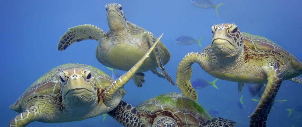 Khảo sát về vấn đề bảo tồn rùa biển