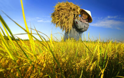 Thesis Public Defense | VNP29 – Huỳnh Thị Kiều Trinh