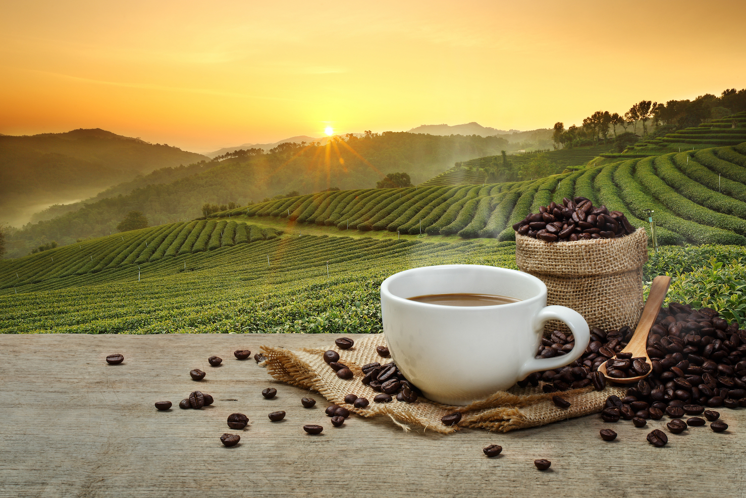 Climate-change-could-devastate-the-coffee-industry-msYF25