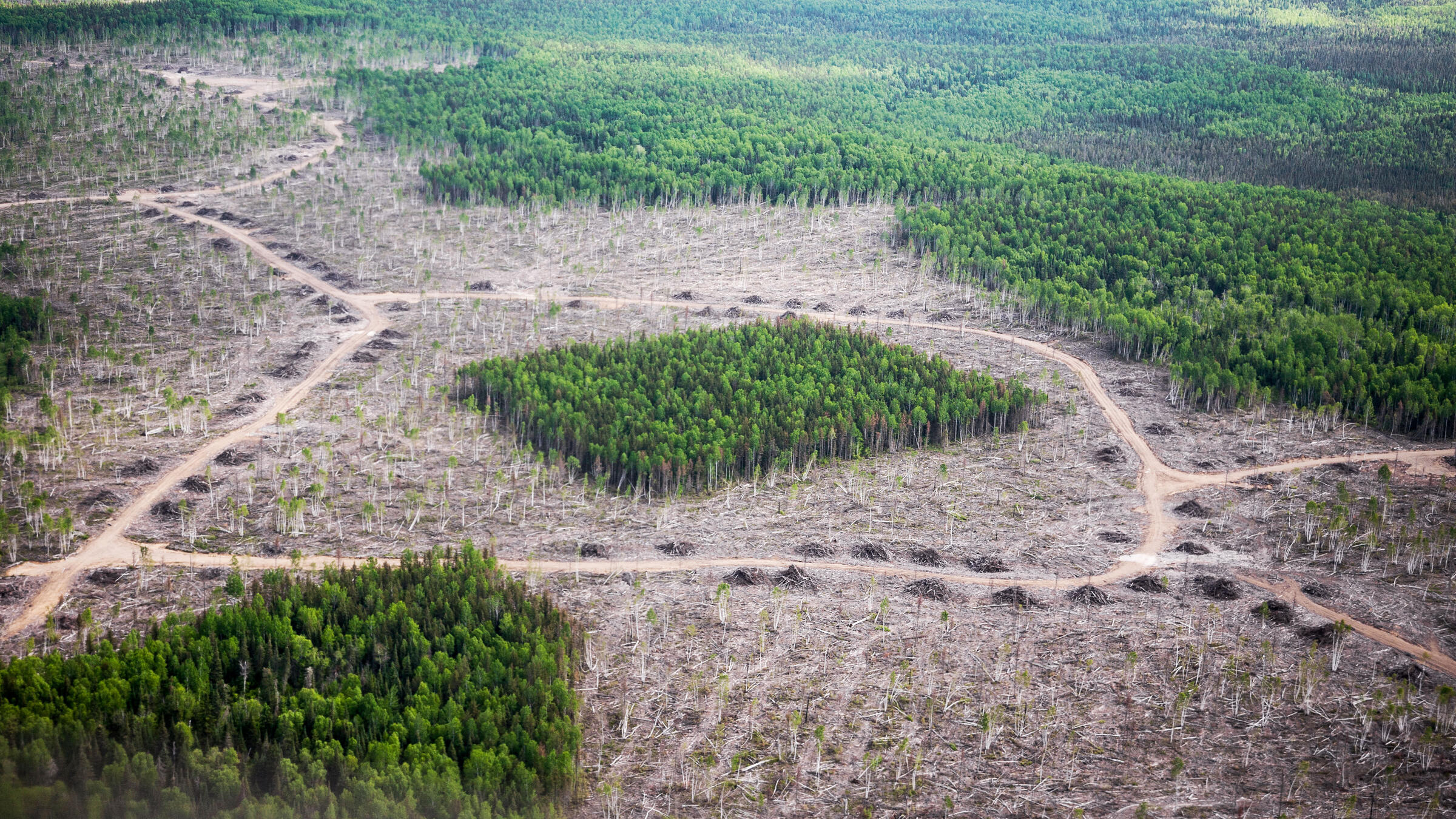 sfw_16_9_boreal-forest_1_per-breiehagen-59j0hA